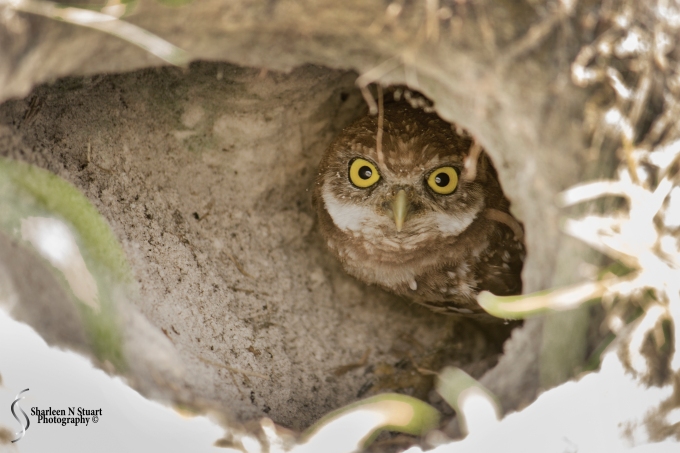 Burrowing Owls: Davie: July 25, 2014 3922