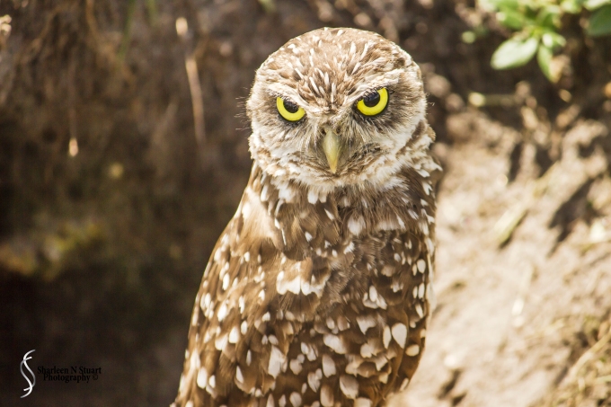 Burrowing Owls: Davie: July 25, 2014 3948