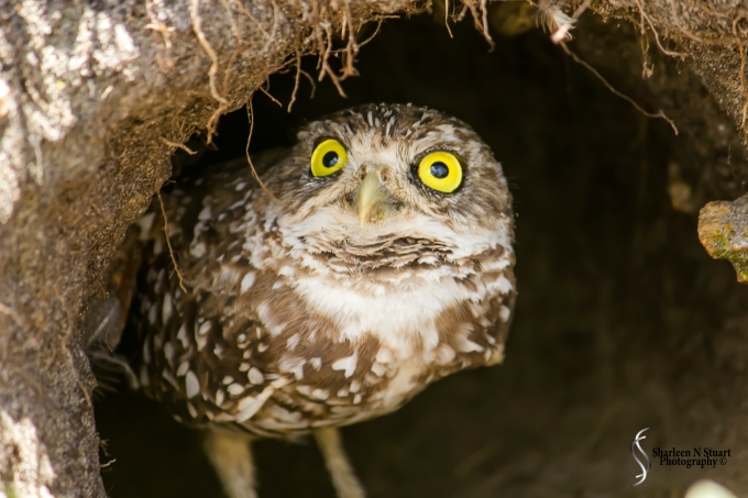 Burrowing Owls: Davie: July 25, 2014 3954