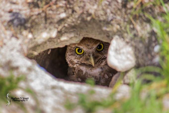 Burrowing Owls: Davie: July 25, 2014 3968