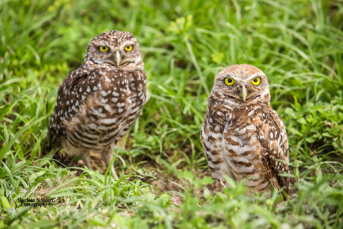 Burrowing Owls: Davie: July 25, 2014 3977