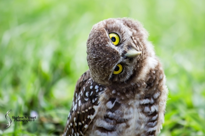 Burrowing Owls: Davie: July 25, 2014 4000