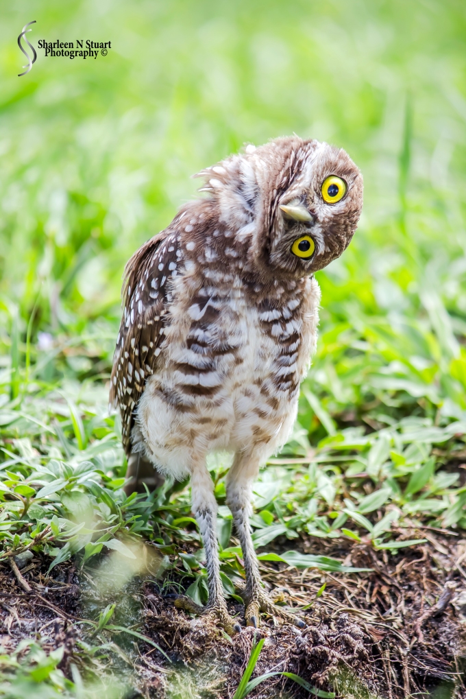 Burrowing Owls: Davie: July 25, 2014 4006