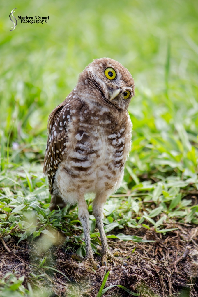 Burrowing Owls: Davie: July 25, 2014 4007