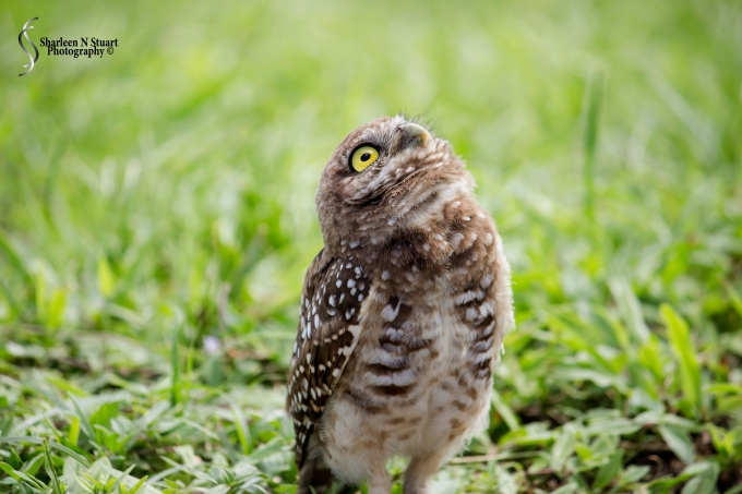 Burrowing Owls: Davie: July 25, 2014 4010