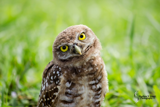 Burrowing Owls: Davie: July 25, 2014 4015