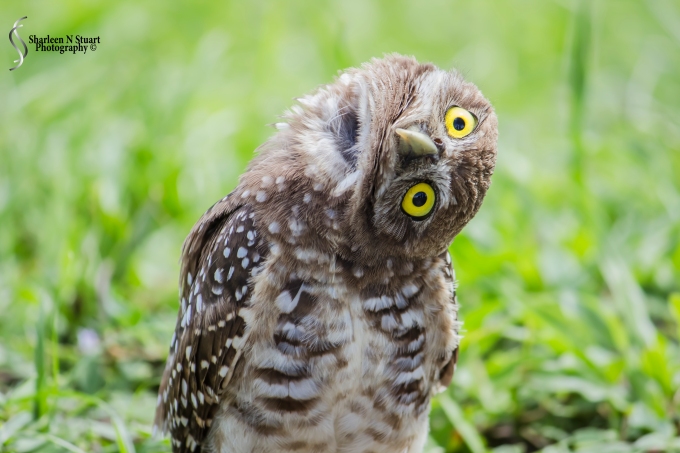 Burrowing Owls: Davie: July 25, 2014 4022