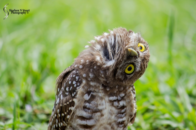 Burrowing Owls: Davie: July 25, 2014 4023