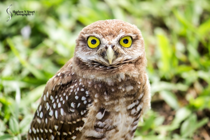 Burrowing Owls: Davie: July 25, 2014 4025
