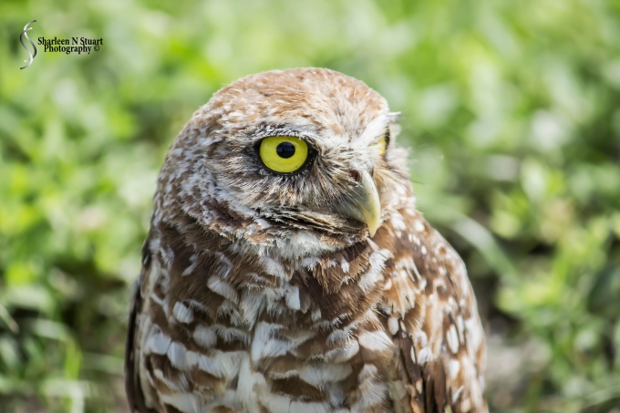 Burrowing Owls: Davie: July 25, 2014 4054