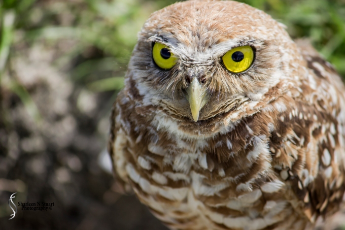 Burrowing Owls: Davie: July 25, 2014 4057