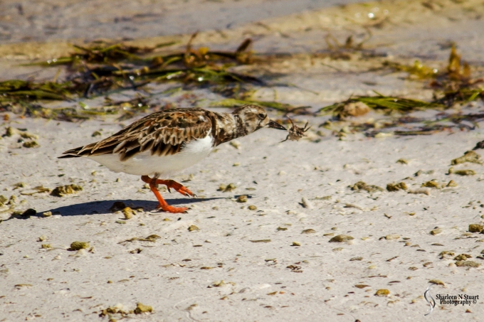 A Dunlin Sandpiper with a hermit crab.
