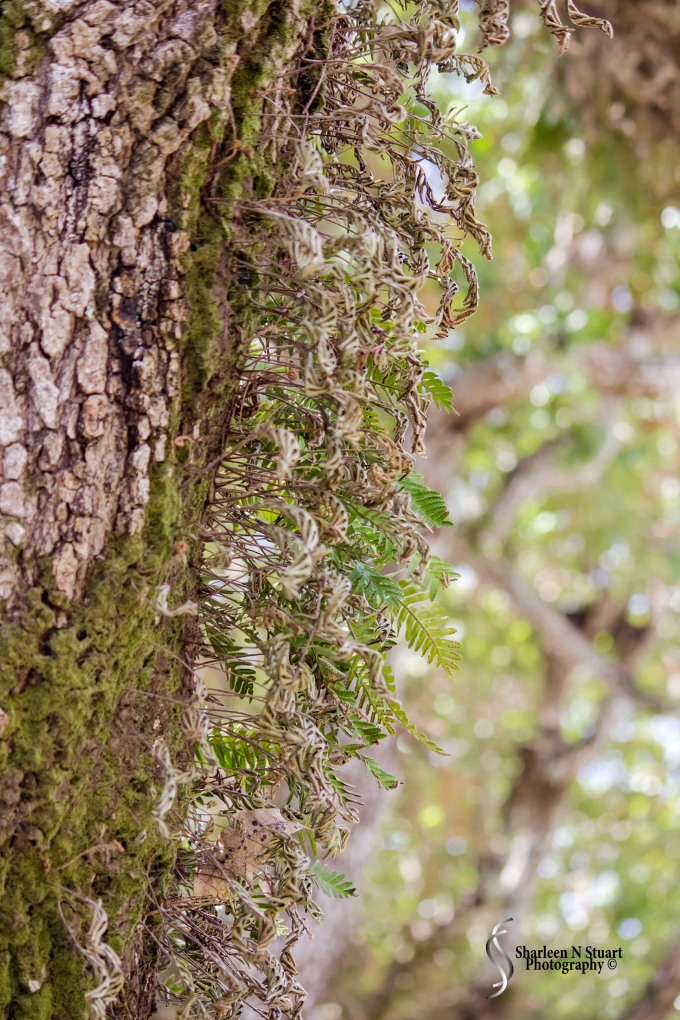 Tiny Ferns line the bark of the enormous trees.