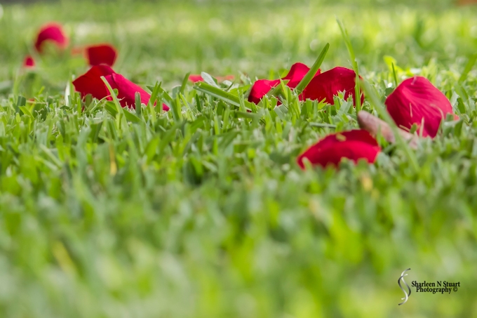 Rose petals on the grass