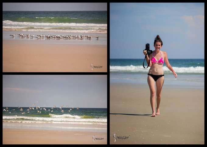 A flock of Terns landed on the beach, and Amy decided she was going to go and photograph them. I decided to pick up my camera as well.