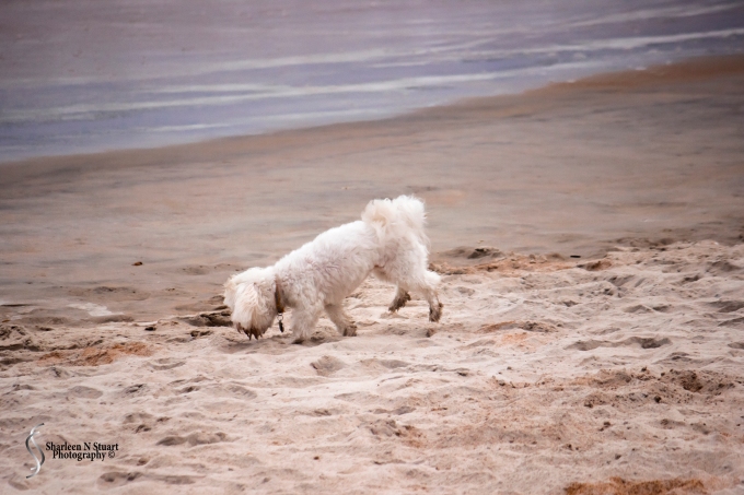 A little pooch on the beach.
