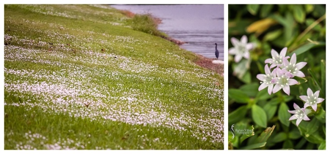 My version of snow in Florida. Made up of tiny little white flowers which are weeds.
