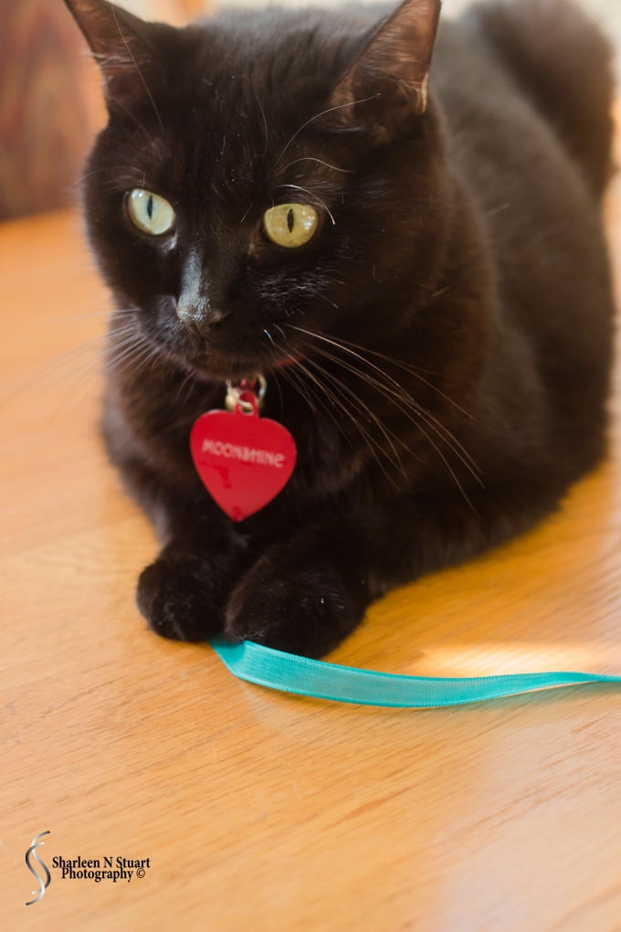 Moonshine helping with the ribbon