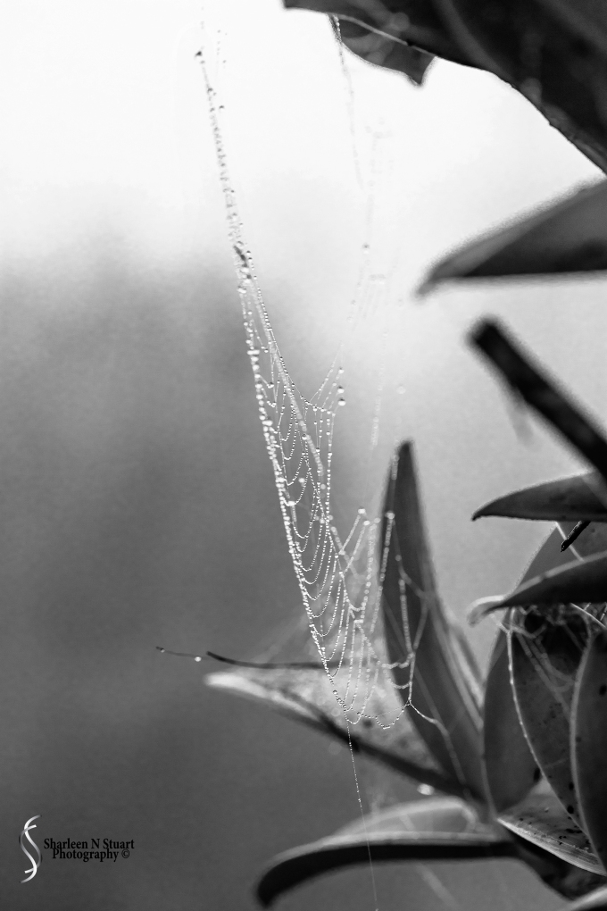 Raindrops and Spiderwebs