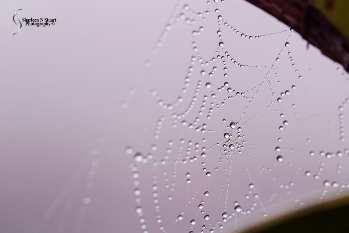 Tiny waterdrops on a web