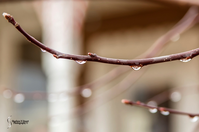 Water on a branch