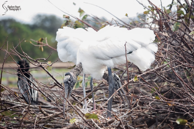 The Woodstorks went back to picking at their nest.
