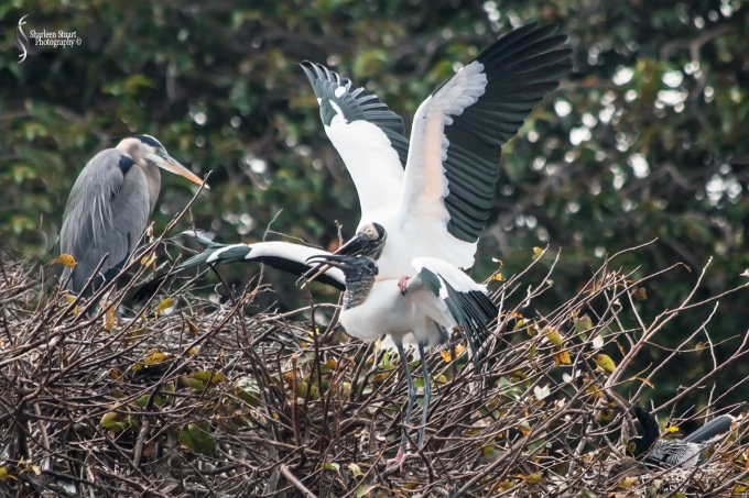 Woodstork doing the tango. New chicks on their way.