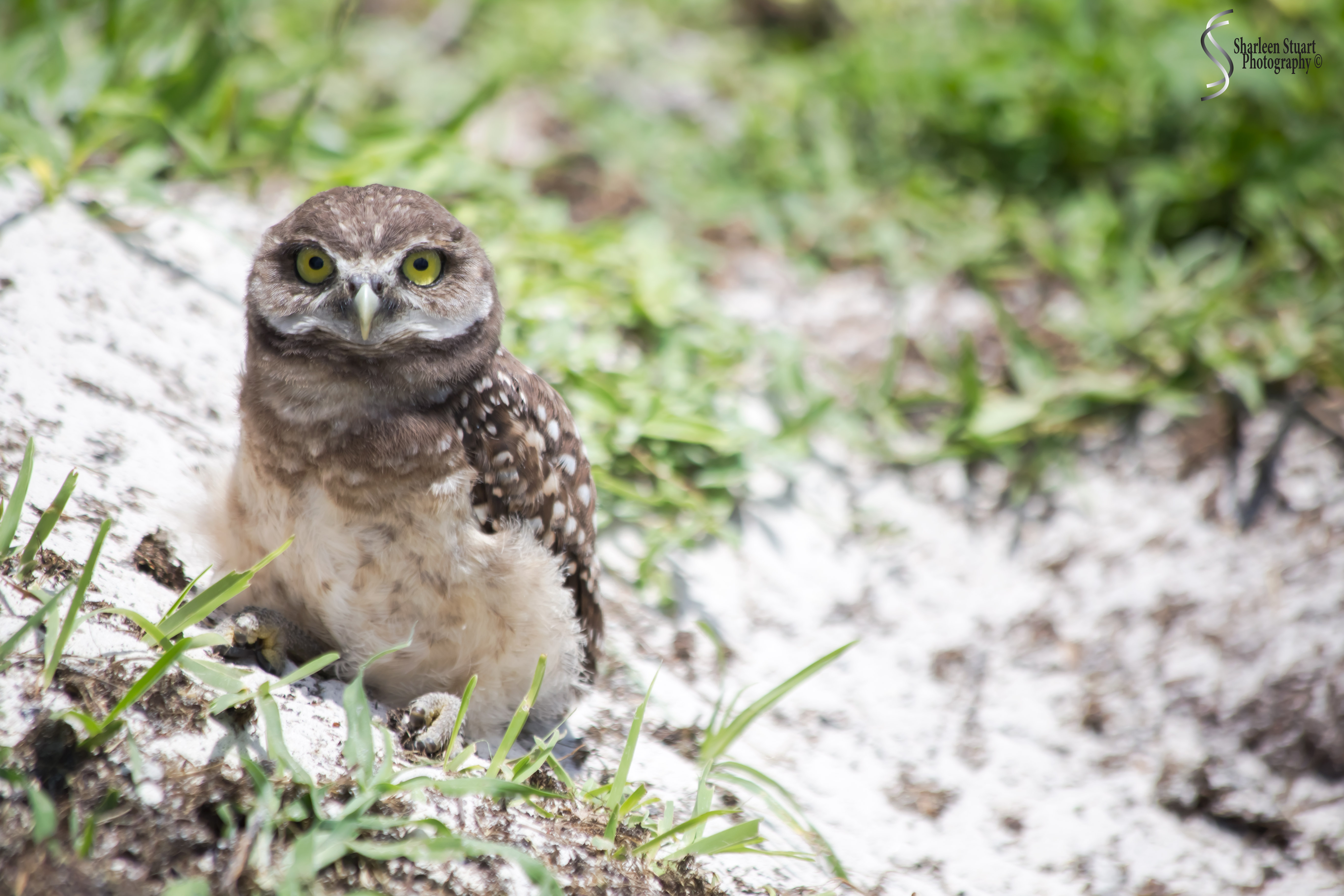 Burrowing Owls: Fort Lauderdale: May 17, 2019: 5175